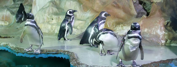 aquario